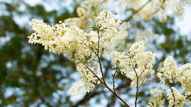 Hoa sưa trắng, với vẻ đẹp thuần khiết, không chỉ là loài hoa quen thuộc mà còn mang trong mình những giá trị đặc biệt và sâu sắc. Để hiểu rõ hơn về đặc điểm và ý nghĩa của loài hoa này, hãy cùng khám phá trong bài viết sau.