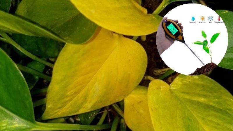 Mẹo chăm sóc cây trầu bà vào mùa đông để lá luôn tươi xanh, không bị ngả vàng