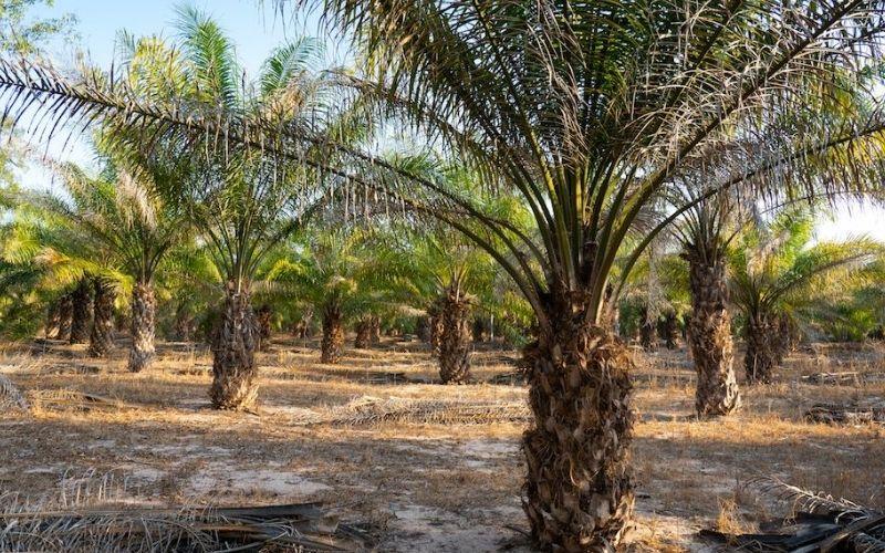 Cây cọ dầu: Ý nghĩa, hình ảnh và cách chăm sóc cây cọ dầu tại nhà