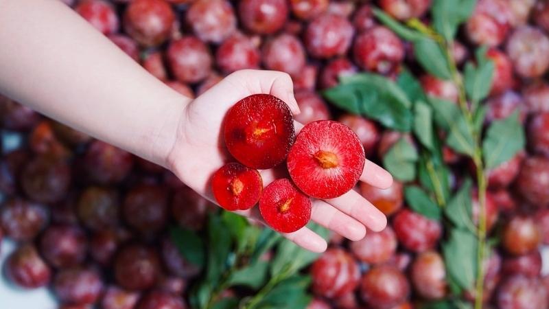 Bà bầu có nên ăn mận Bắc hay mận Nam trong thai kỳ?