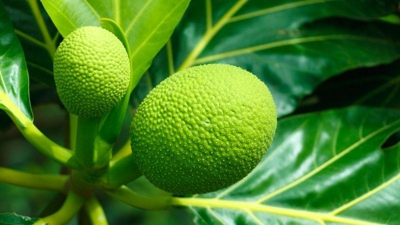 Khám phá 10 lợi ích tuyệt vời từ cây sa kê đối với sức khỏe