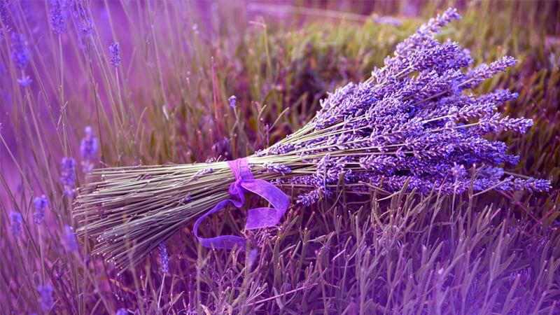 Trồng loại cây nào trong vườn để tự nhiên xua đuổi muỗi hiệu quả?