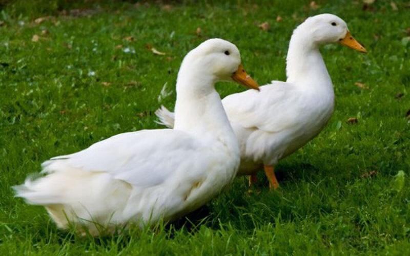 3 phương pháp nhổ lông vịt nhanh chóng, làm sạch lông măng hiệu quả và khử mùi hôi hoàn hảo