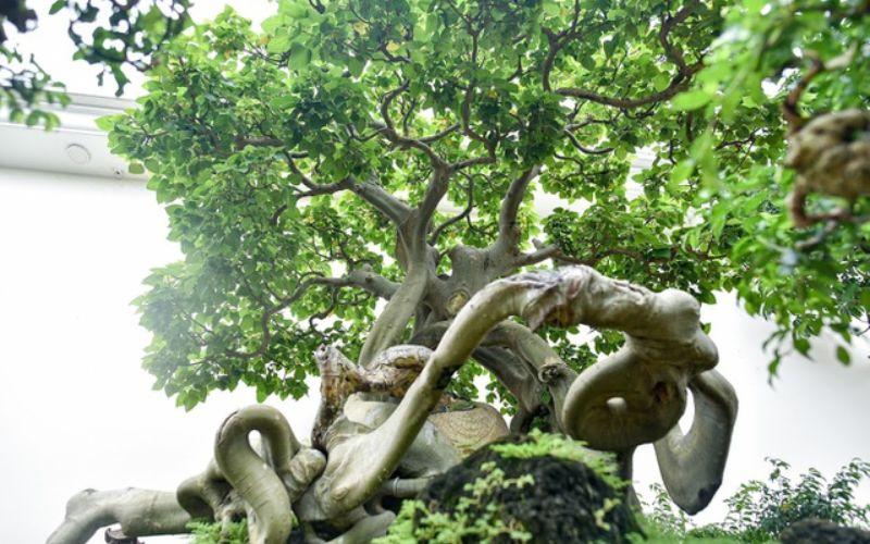 Cây bồ đề: Tìm hiểu ý nghĩa, vẻ đẹp và cách chăm sóc tại nhà