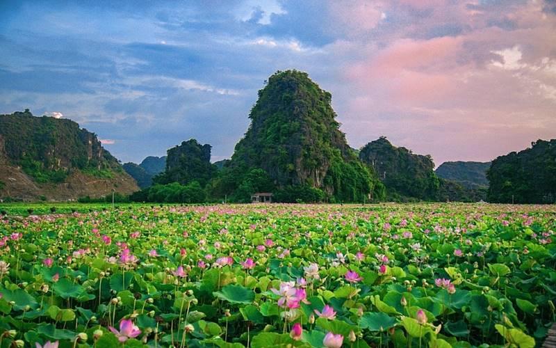 Mùa sen nở ở Ninh Bình mang đến một vẻ đẹp rực rỡ, đầy quyến rũ. Đây là thời điểm lý tưởng để du khách khám phá những điều tuyệt vời của vùng đất này. Cùng Tripi tìm hiểu xem Ninh Bình mùa sen có gì hấp dẫn nhé!