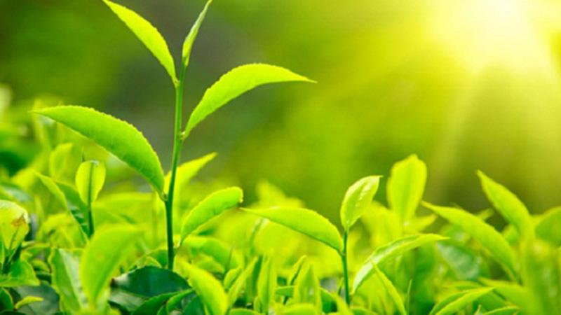Trà ô long có những lợi ích gì cho sức khỏe?