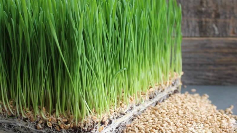 Cỏ lúa mì là gì? Khám phá công dụng và cách sử dụng bột cùng nước ép của loại thảo dược này.