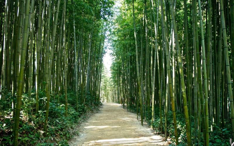 Khám phá ý nghĩa của cây tre trong phong thủy và mối liên hệ với ngũ hành