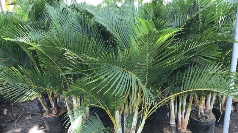 Cây Cau Vàng: Khám phá ý nghĩa, hình ảnh và cách chăm sóc để cây phát triển tươi tốt tại nhà