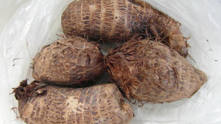 Khám phá công thức sinh tố khoai môn ngon tuyệt vời, mang đến hương vị mới lạ và bổ dưỡng cho ngày mới.
