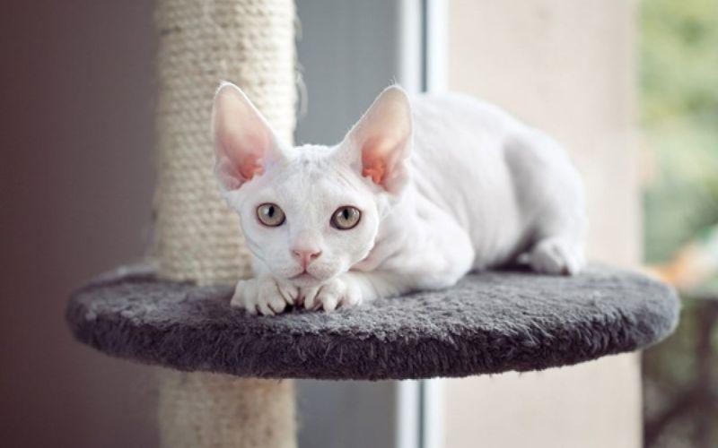 Mèo Devon Rex: Nguồn gốc, đặc điểm, cách chăm sóc và giá trị
