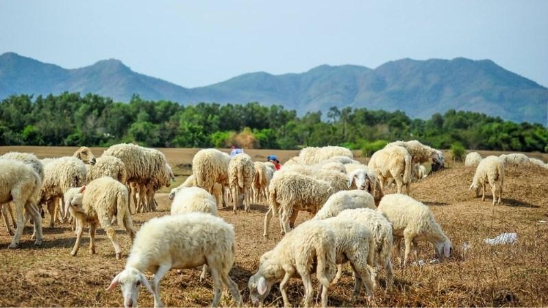 Khám phá những cánh đồng thả cừu tuyệt đẹp ở Việt Nam mà tín đồ sống ảo không thể bỏ qua.