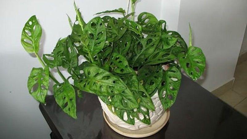 Cây trầu bà lỗ: Đặc điểm nổi bật, cách trồng và ý nghĩa phong thủy sâu sắc
