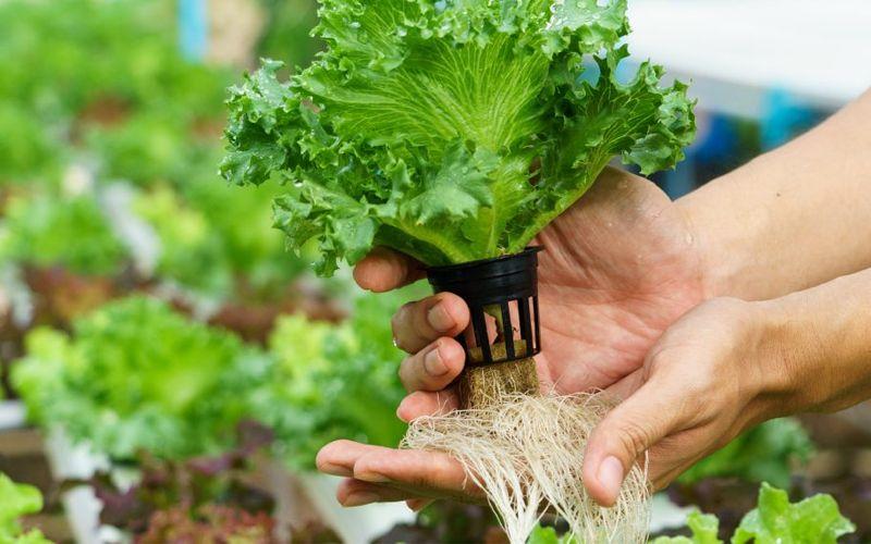 Trồng rau thủy canh là một xu hướng hiện đại, mang đến không gian sống xanh cho các đô thị, nơi mà việc duy trì sự trong lành của môi trường ngày càng trở nên quan trọng.