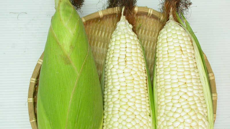 Bắp nếp là gì và nó có những công dụng nào đặc biệt?
