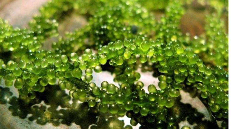 Tảo xoắn Spirulina là gì và những lợi ích tuyệt vời của nó đối với sức khỏe? Khám phá công dụng và cách phân biệt tảo xoắn thật sự giữa vô vàn sản phẩm kém chất lượng trên thị trường.