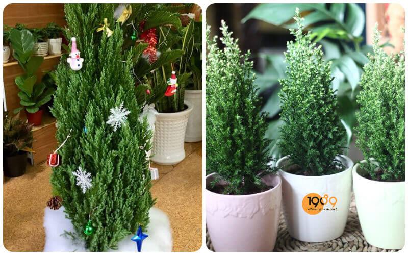 Khám phá những đặc điểm nổi bật, nguồn gốc và phương pháp trồng, chăm sóc cây sơn tùng, loại cây cảnh được yêu thích bởi vẻ đẹp tự nhiên của nó.
