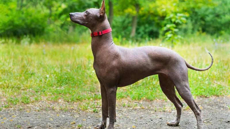 Chó Xoloitzcuintle: Nguồn gốc, đặc điểm và cách nuôi dưỡng giống chó độc đáo này