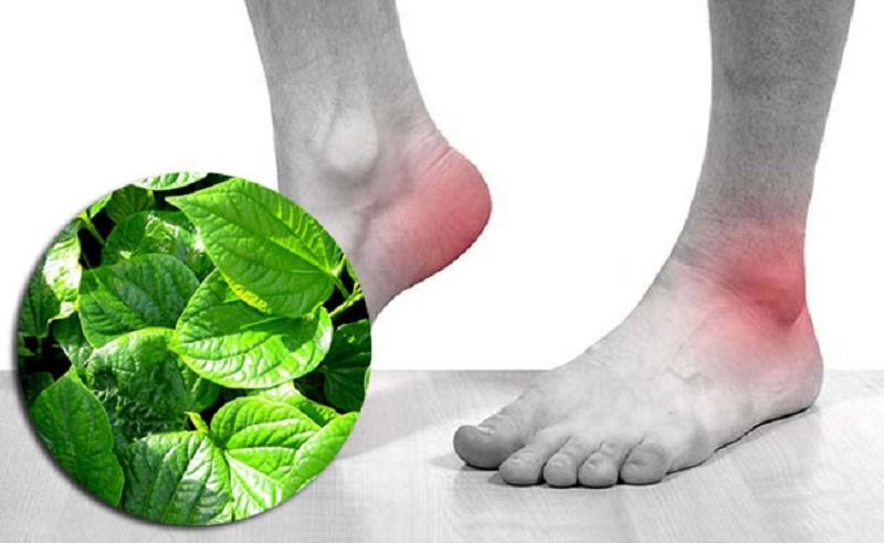 Ngâm chân với lá lốt có những lợi ích gì? Làm sao để ngâm chân với lá lốt đạt hiệu quả tối đa?