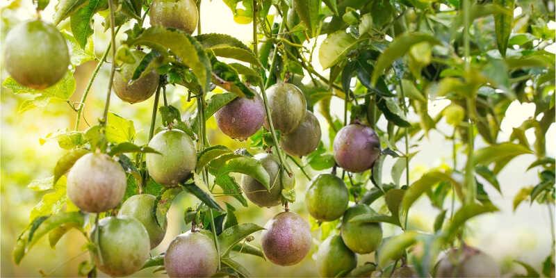 Lợi ích của chanh dây đối với bà bầu là gì?