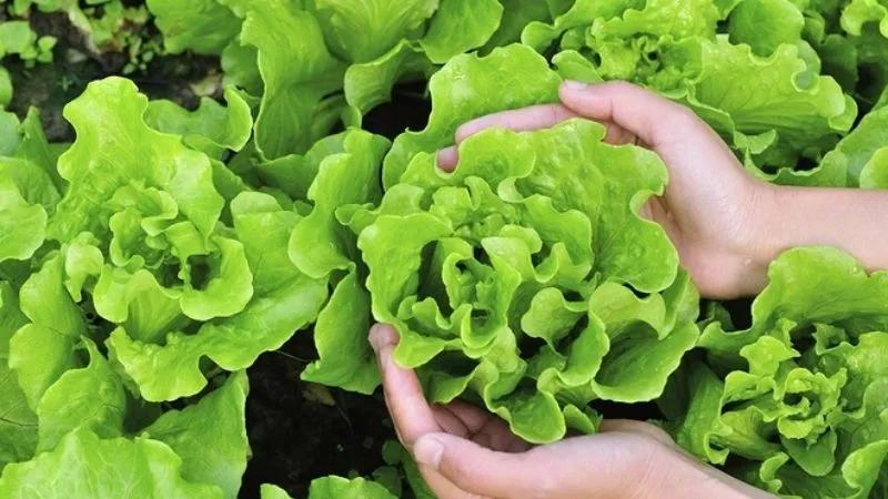Rau xà lách: Những lợi ích và cách nhận biết các loại xà lách