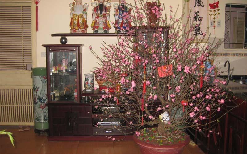 Khám phá cách trang trí cây cảnh Tết chuẩn phong thủy, giúp cả năm thịnh vượng và phát lộc.