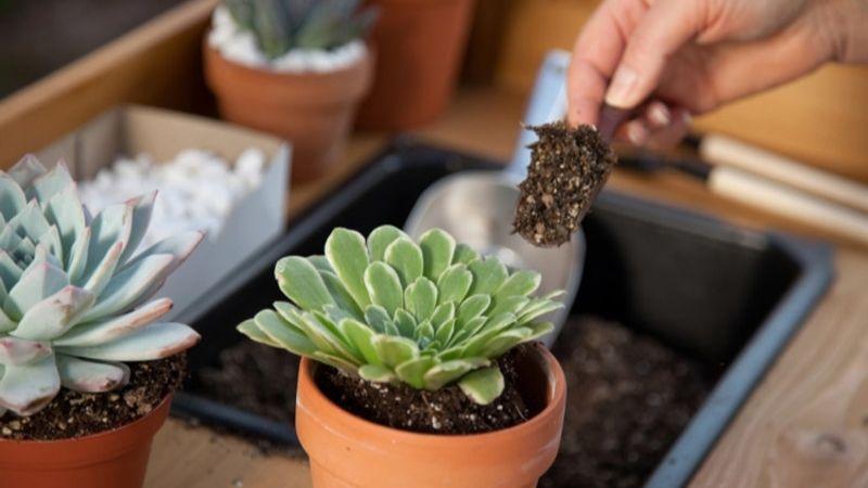 Những sai lầm phổ biến mà ai cũng dễ mắc phải khi chăm sóc sen đá