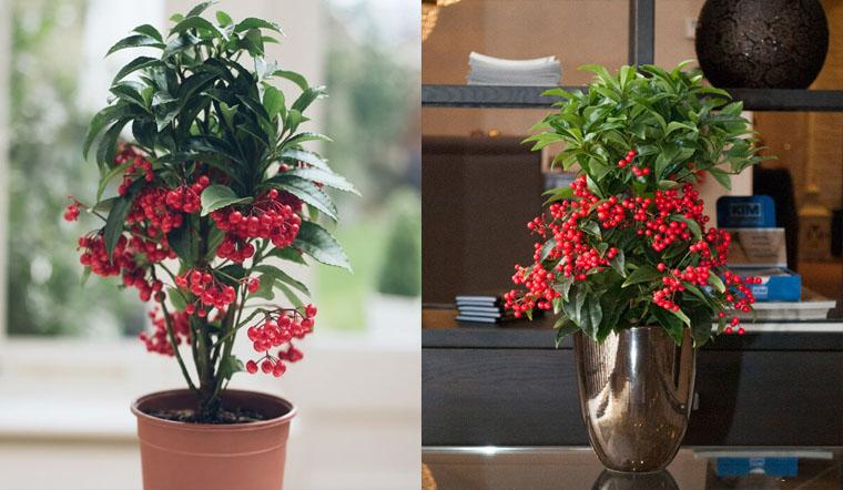Cây ngân lượng mang trong mình ý nghĩa phong thủy đặc biệt, không chỉ đẹp mắt mà còn tượng trưng cho tài lộc, sự thịnh vượng trong dịp Tết. Vậy ý nghĩa của cây ngân lượng trong phong thủy ngày Tết là gì? Hãy cùng khám phá trong bài viết dưới đây.