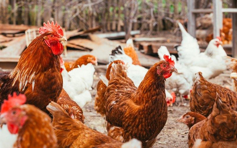 Cập nhật giá gia cầm ngày 20/02/2024: Gà Ri Nghệ An hiện chỉ còn 43.000 VNĐ/kg