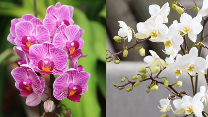 Khám phá cách phân biệt các loài phong lan và lựa chọn kỹ thuật trồng tối ưu cho từng giống loài, giúp hoa phát triển mạnh mẽ và bền lâu.
