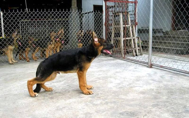 Tại sao việc bổ sung canxi lại quan trọng cho chó và những điều cần lưu ý