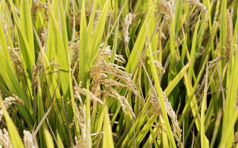 Giá lúa gạo ngày 03/04/2024: Thị trường lúa gạo có những biến động nhẹ