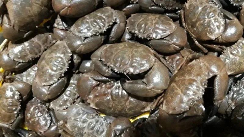 Cua hoàng đế Quảng Ninh, đặc sản nổi tiếng, có giá chỉ bằng 1/10 so với những loại cua đắt đỏ khác, nhưng chất lượng thì không hề kém cạnh.