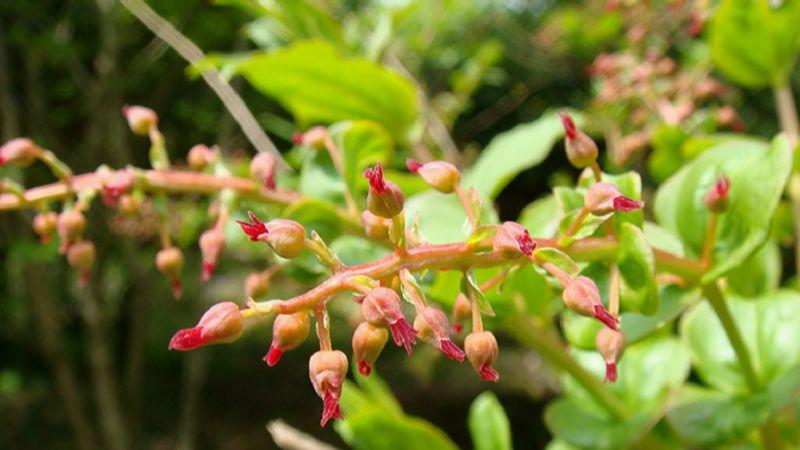 Tang ký sinh là một loài cây đặc biệt có khả năng sống ký sinh trên cây khác, không tự tổng hợp chất dinh dưỡng mà phụ thuộc vào cây chủ. Cây này không chỉ nổi bật với đặc điểm sinh học độc đáo mà còn mang lại những lợi ích cho sức khỏe qua các bài thuốc dân gian.