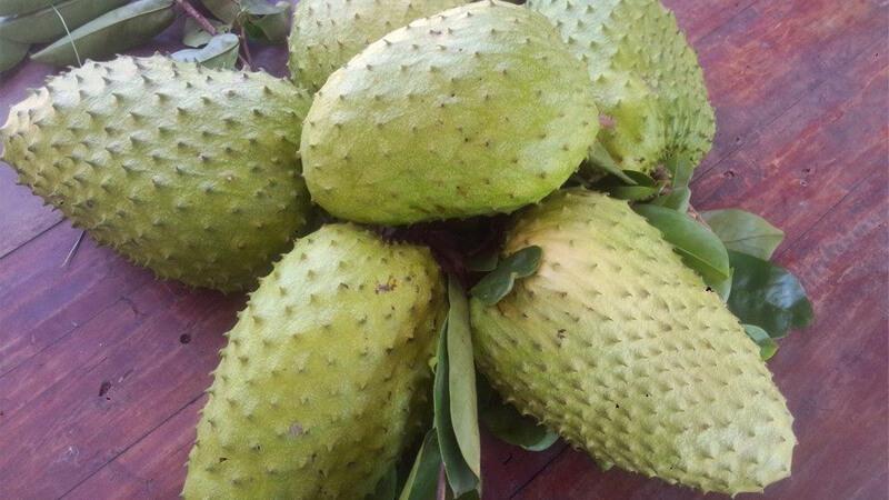 Để thưởng thức một ly sinh tố mãng cầu xiêm tuyệt vời, việc chọn được trái mãng cầu xiêm ngon là điều không thể thiếu. Hãy cùng khám phá bí quyết để chọn lựa mãng cầu ngon, tạo nên món sinh tố hoàn hảo nhé!