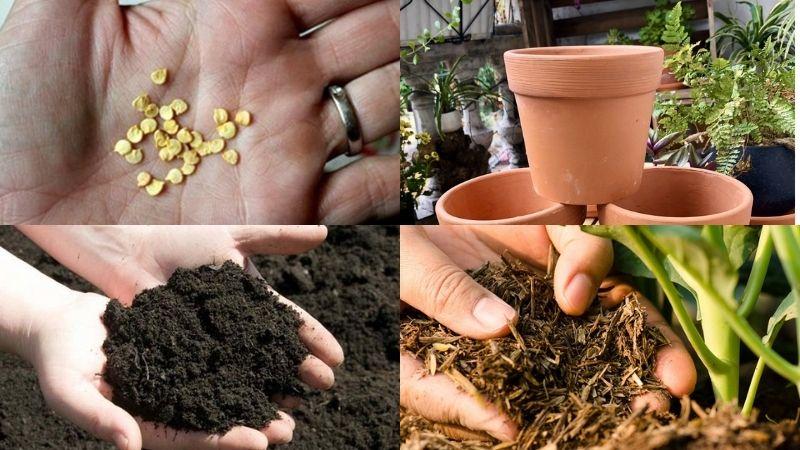 Hướng dẫn trồng ớt chuông trong chậu để thu hoạch quả sai trĩu