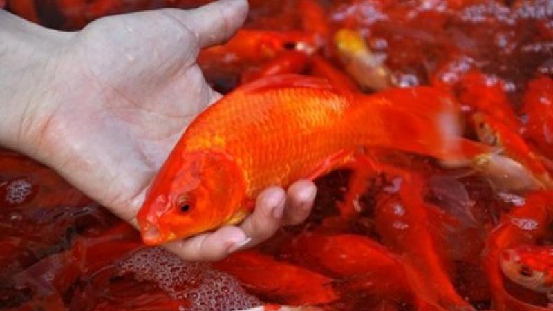 Hướng dẫn cách chọn và thả cá chép đúng chuẩn trong ngày cúng ông Công ông Táo