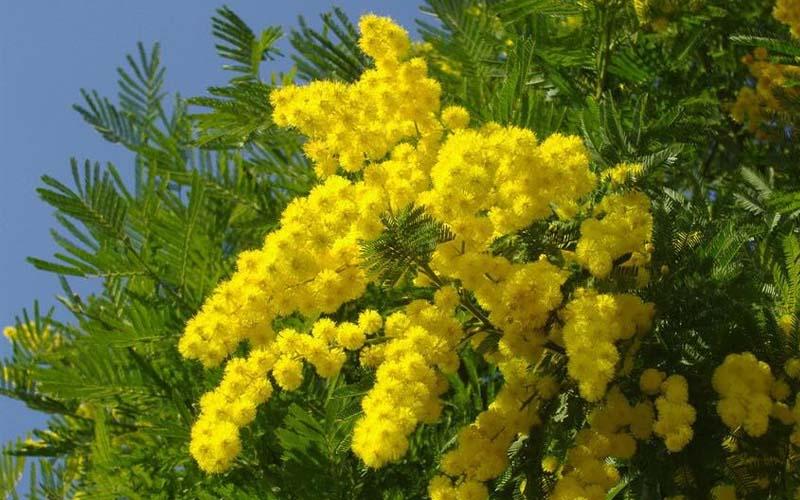 Khám phá câu chuyện và ý nghĩa sâu sắc đằng sau loài hoa mimosa với sắc vàng rực rỡ.