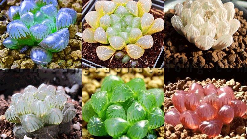 Khám phá 7 loài sen đá quý hiếm khiến ai cũng phải trầm trồ