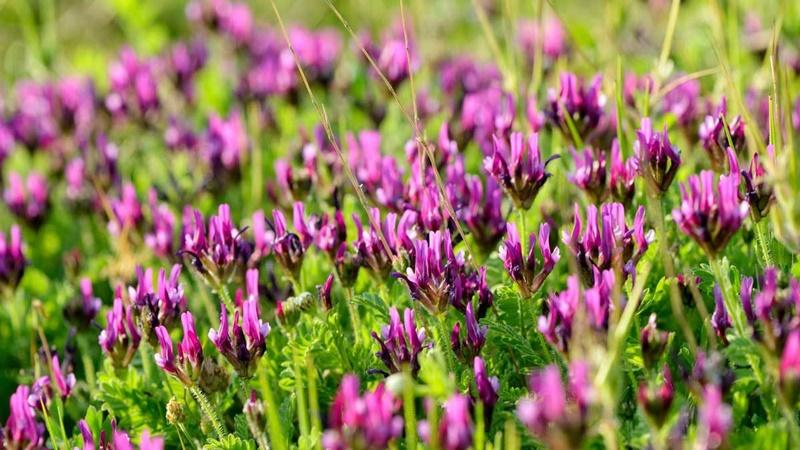Astragalus (hoàng kỳ) là một loại thảo dược quý giá. Cùng khám phá ngay công dụng và cách sử dụng đúng đắn của Astragalus để tận dụng tối đa những lợi ích mà nó mang lại.