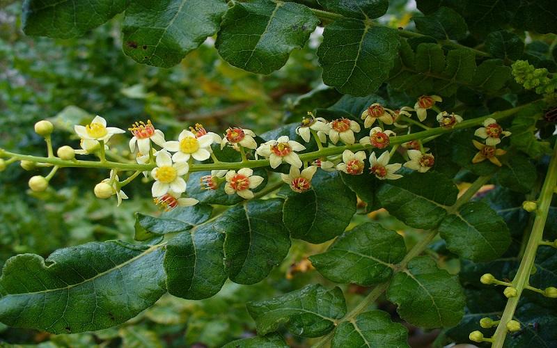 Tinh dầu nhũ hương (frankincense) có những tác dụng gì đối với sức khỏe của chúng ta?