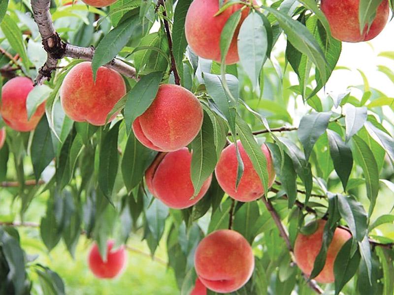 Khám phá cách nhận diện các loại đào tươi đang có mặt trên thị trường hiện nay
