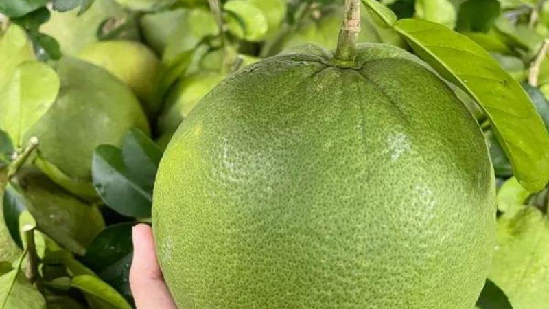 Bưởi lão là giống bưởi nào? Bưởi da xanh lão có gì đặc sắc và hấp dẫn? Mức giá hiện nay cho 1kg bưởi này là bao nhiêu?