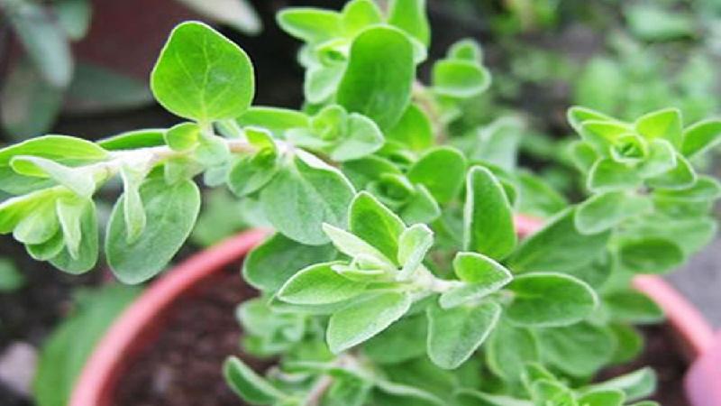 Oregano tươi hay khô: Loại nào thực sự mang lại hiệu quả tốt hơn?