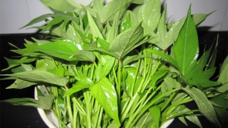 Khám phá bí quyết chế biến rau lang xào tỏi xanh mướt, giòn rụm và thơm lừng