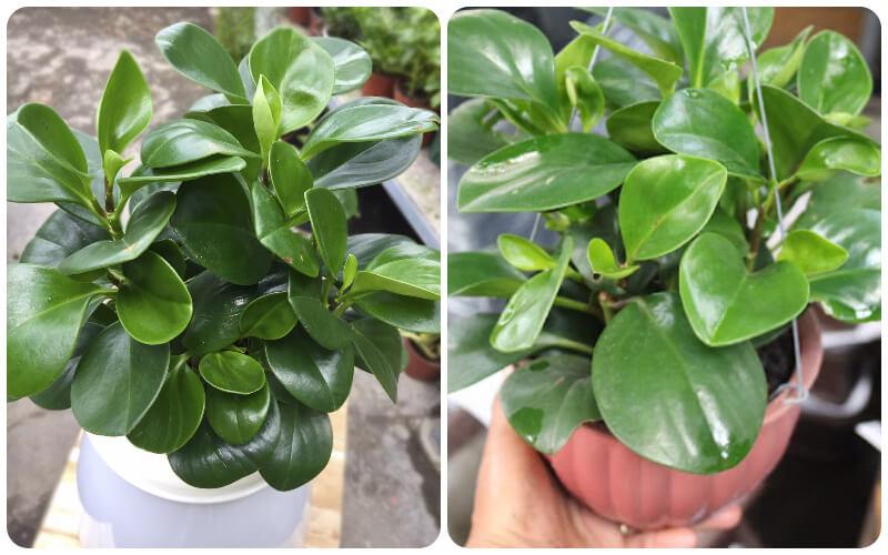 Cây trường sinh không chỉ là một loài cây cảnh đẹp mắt, mà còn mang lại những giá trị phong thủy đặc biệt. Hãy cùng khám phá ý nghĩa, công dụng và những bí quyết trồng cây trường sinh để giúp cây phát triển mạnh mẽ và đem lại tài lộc cho gia chủ.
