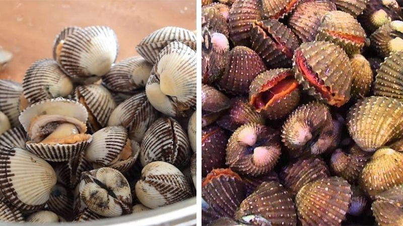 Khám phá cách phân biệt sò lông và sò huyết một cách dễ dàng và chính xác, giúp bạn luôn tự tin khi lựa chọn hải sản tươi ngon.