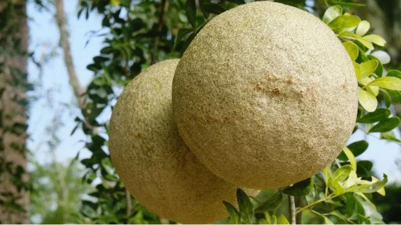 Miền Tây sở hữu một loại trái cây đặc biệt, có hình dáng không mấy thu hút nhưng lại sở hữu hương vị khó quên, khiến ai một lần thử cũng phải nhớ mãi.