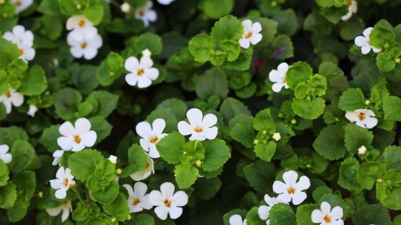 Bacopa monnieri là một thảo dược có nhiều công dụng tuyệt vời. Bạn đã hiểu rõ về nó và những lợi ích cho sức khỏe chưa?