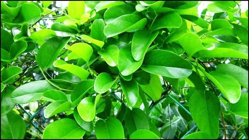 Lá sương sâm là gì? Công dụng của lá sương sâm là gì? Giá thành và nơi mua sản phẩm này ở đâu?